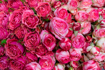 Beautiful  pink roses background. Floral abstract background for wedding and engagement.