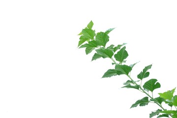 Fototapeta na wymiar Tropical tree leaves with branches on white isolated background for green foliage backdrop and copy space 