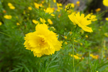 Field of blooming yellow flowers on a white background