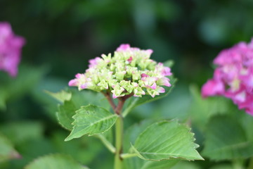 Rosa blühende Hortensie (Hydrangea)