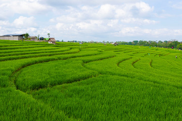 Rice Terrace, a famous attractions of Asia