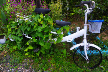 Antique bicycle covered with wild plant.