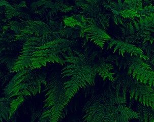 Naklejka na ściany i meble Green fern filling the whole screen - natural backgrounds 