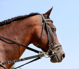 Side view portrait of a thoroughbred racehorse on blue sky background