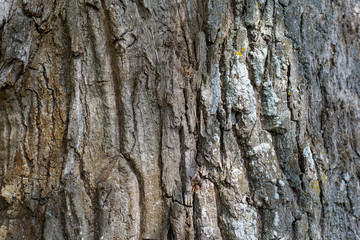 Fototapeta premium The texture of the bark of a tree. Photographed close-up.