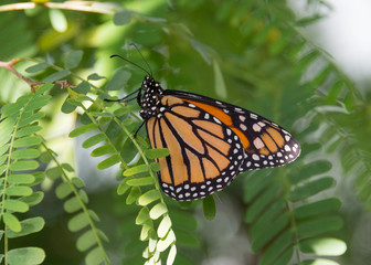 Schmetterling