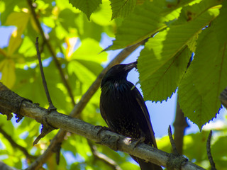 Starling with berry on branch