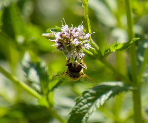 bee on flower
