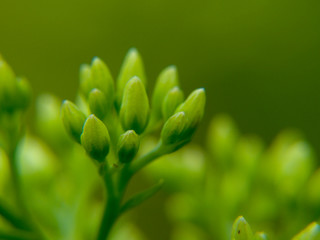 closeup of green plant