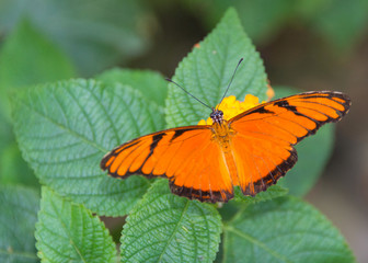 Schmetterling