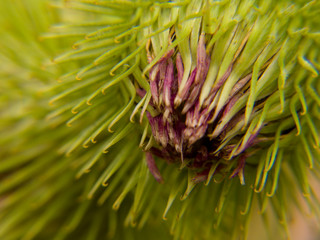 close-up of burdock