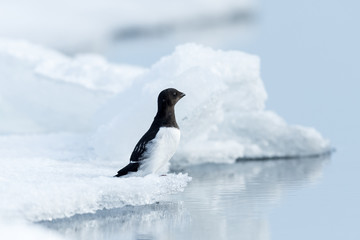 Alone Little auk sitting on ice
