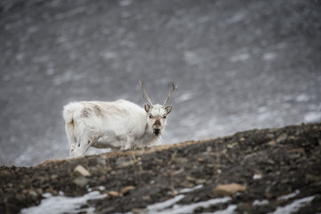 White Svalbard rain deer alone
