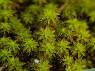  Green Moss