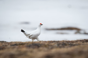 Rock ptarmigan female in white feathers