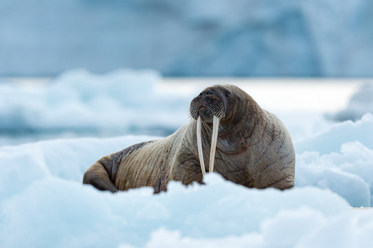Walrus on a snow covered beach in svalbard	