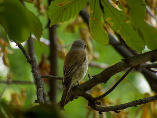 sparrow on a branch