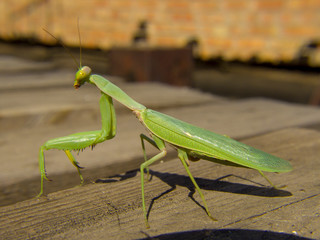 mantis