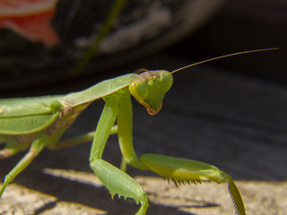 praying mantis