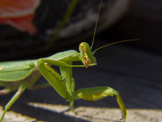 praying mantis