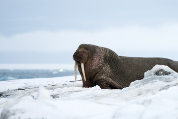 Walrus on a snow covered beach in svalbard
