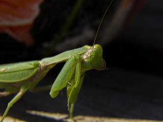 praying mantis