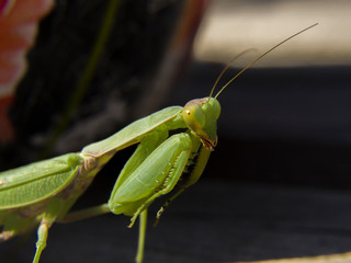 praying mantis