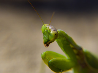 praying mantis