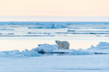 Alone Polar Bear in north Svalbard