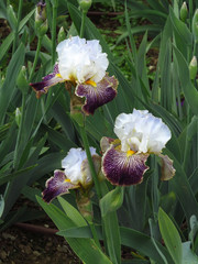 Beautiful Irises Flowers in a garden