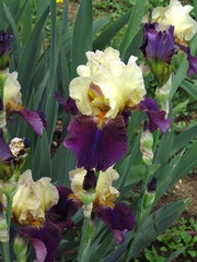 Close up of beautiful Irises Flowers in a garden