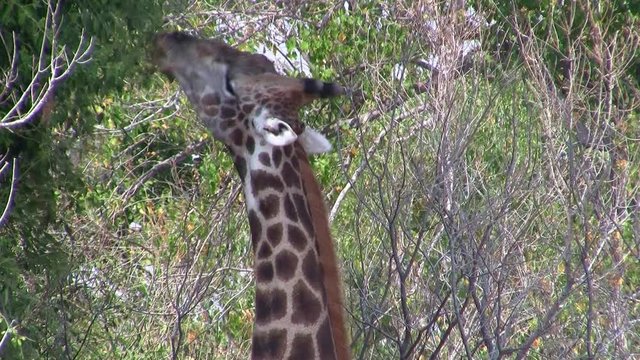 Giraffe Eating or Grazing, Closeup of the Head, in the Bush of Etosha National Park, Namibia, Africa
