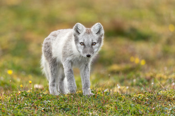 Artic Fox white fur in summer
