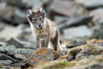Arctic Fox closeup summer Svalbard