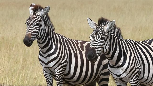 Two zebras in the savannah. Kenya. Tanzania. National Park. Serengeti. Maasai Mara.