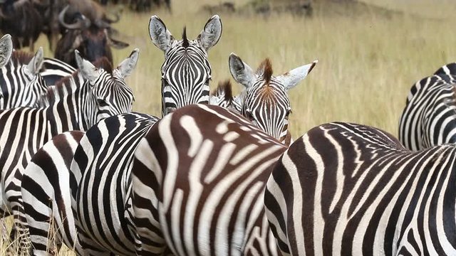 Group of zebras in the savannah. Kenya. Tanzania. National Park. Serengeti. Maasai Mara. 
