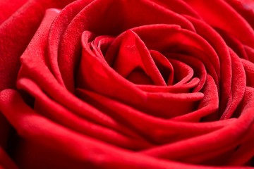 closeup on beautiful red rose