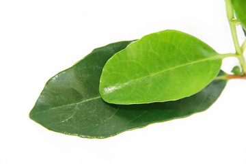 Fototapeta premium natural green leaves of the tree with a vein pattern