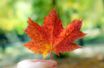 Autumn maple leaf in hand