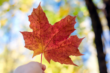 Autumn maple leaf in hand