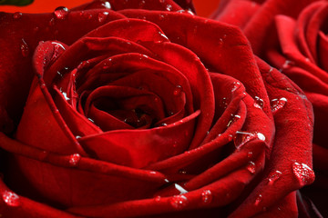 water drops on red rose. closeup