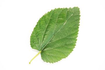 natural green leaves of the tree with a vein pattern