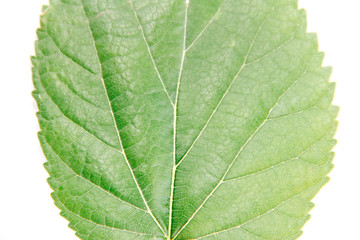 natural green leaves of the tree with a vein pattern