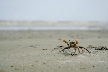 crab on the beach