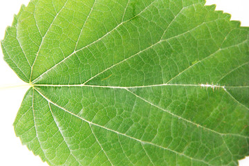 Naklejka na ściany i meble natural green leaves of the tree with a vein pattern