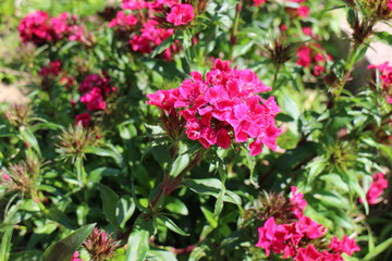 Obraz premium ピンクの花