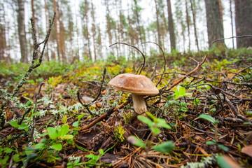 Boletus. A beautiful mushroom has ripened in the autumn forest.