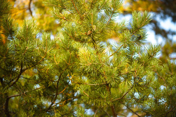 Bright background with pine branches. Pine cones