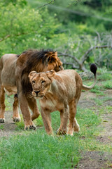 male lion and lioness in jungle