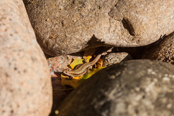 Lizard in the stones. Beautiful lizard sitting on a stone